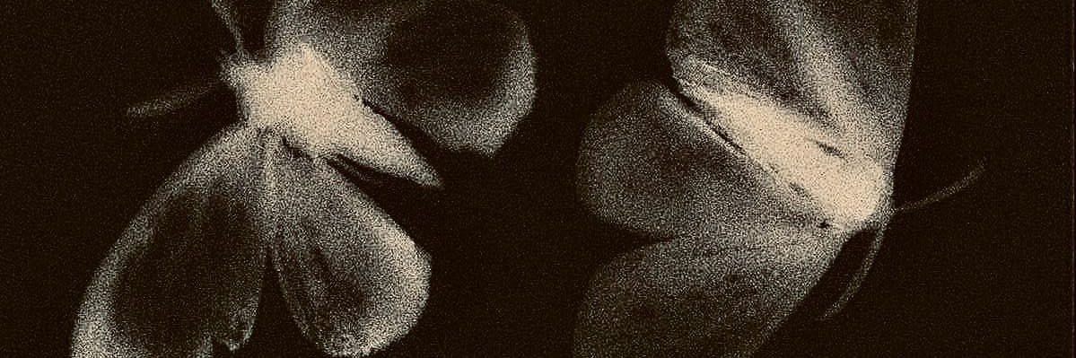 ezuhbelle's profile banner image