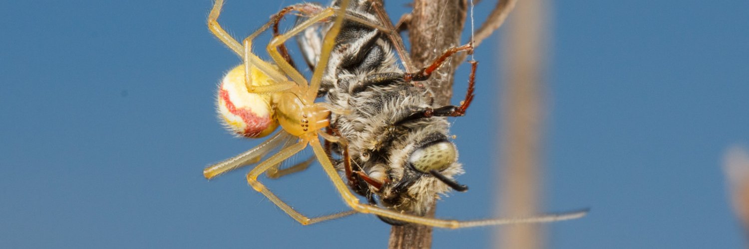 Cataranea's profile banner image