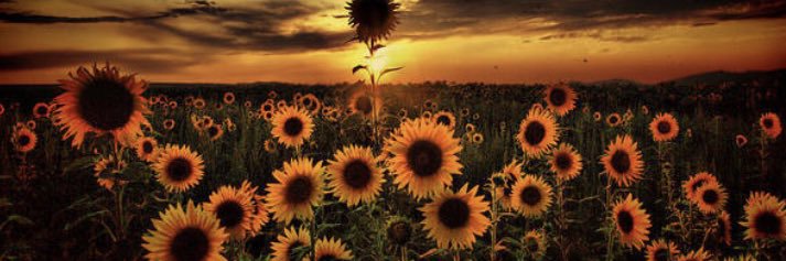 JasRamirez_11's profile banner image