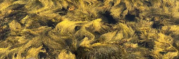 BertilleFollain Profile Banner