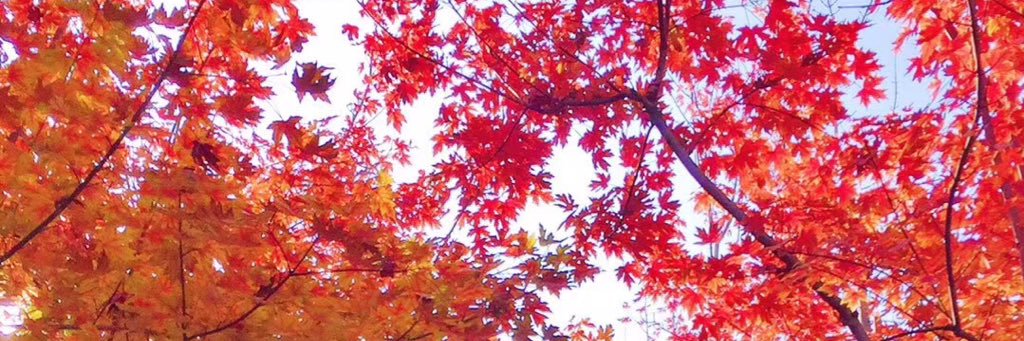 carol_qin's profile banner image