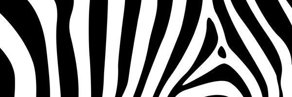 PolychromeZebra's profile banner image