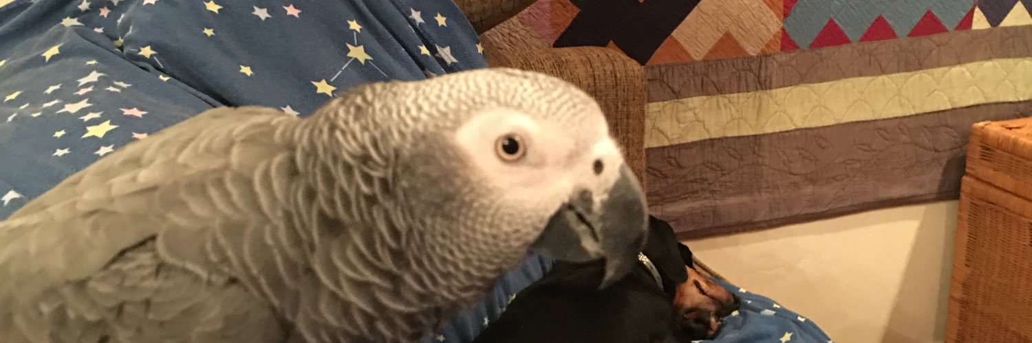 knittingdoxies's profile banner image