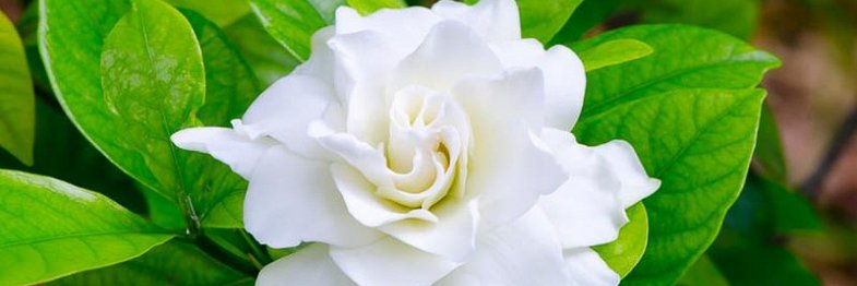 SoCalGa10980305's profile banner image