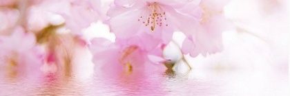 mayu8516's profile banner image