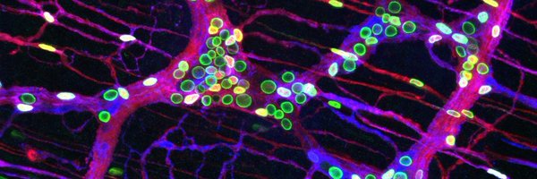 FranzeProgatzky Profile Banner