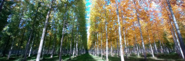 floralvareztab1 Profile Banner