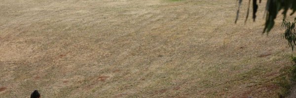 interruptingemu Profile Banner