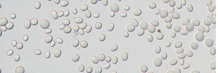 Trebor_Koch's profile banner image