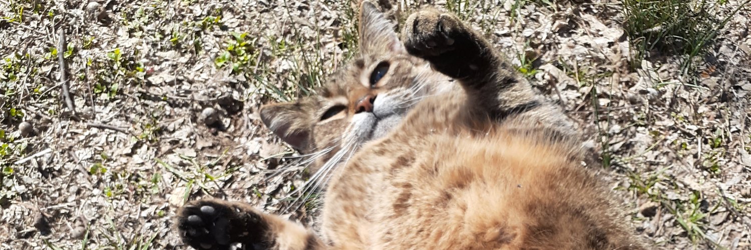 thestraybabes's profile banner image