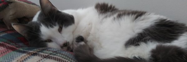 ChrisGo43167730 Profile Banner