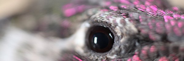 SaraThomasy Profile Banner