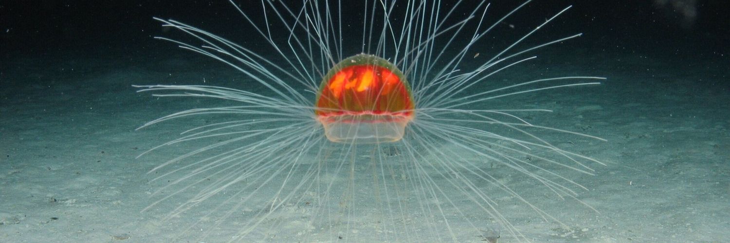 The Deep-Sea Podcast banner