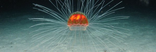 DeepSeaPod Profile Banner