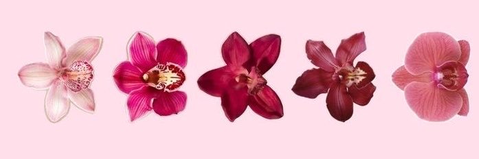 mxxnhari's profile banner image