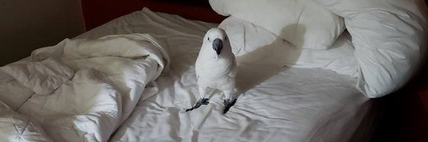 CockatooDaily Profile Banner