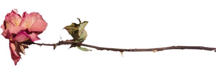 esmerraka's profile banner image