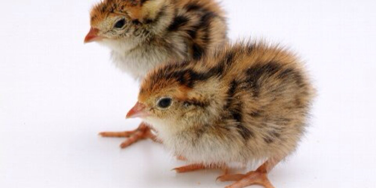 Quail3twi's profile banner image