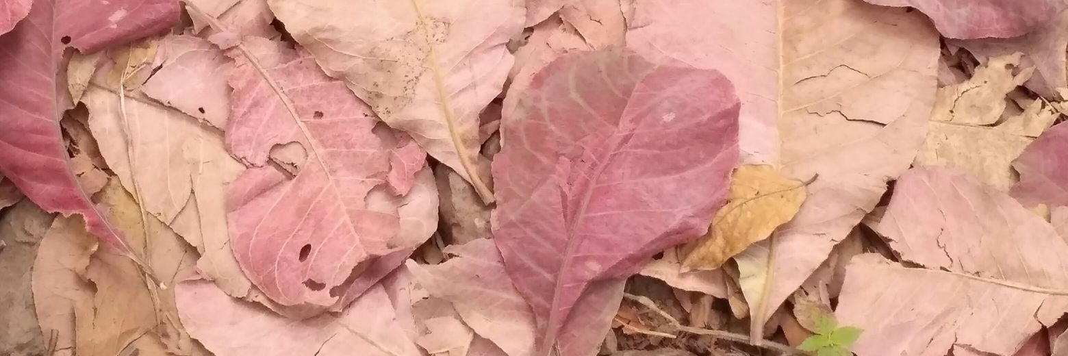 paresh chhajed-picha banner