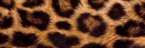 ipek2516's profile banner image