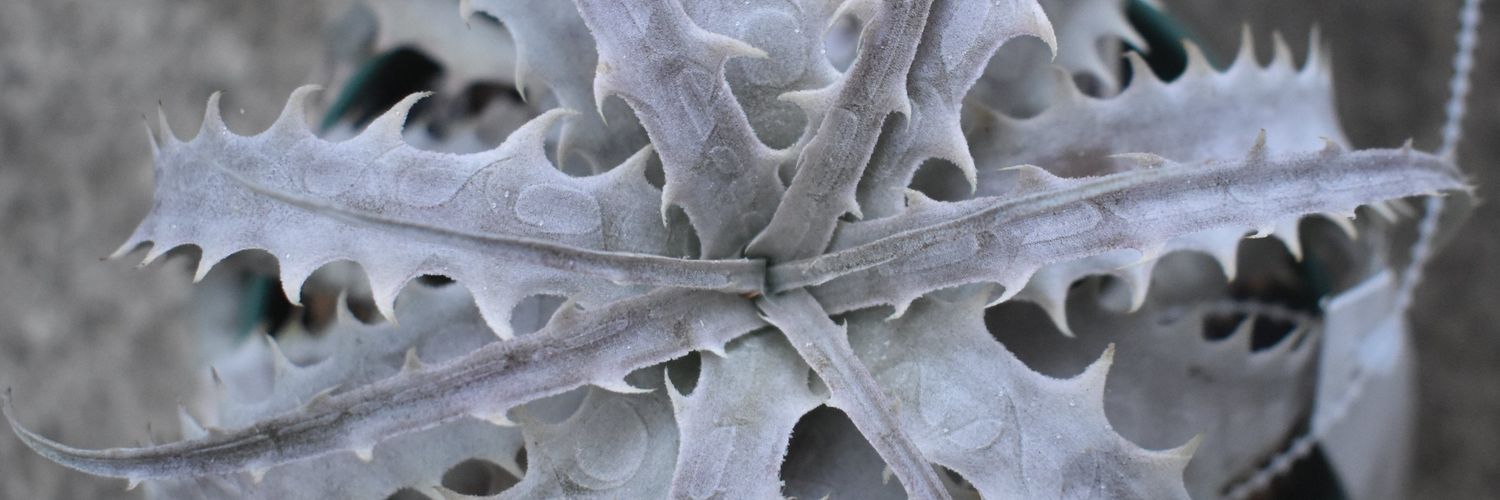 akira＠ボラのようだ banner