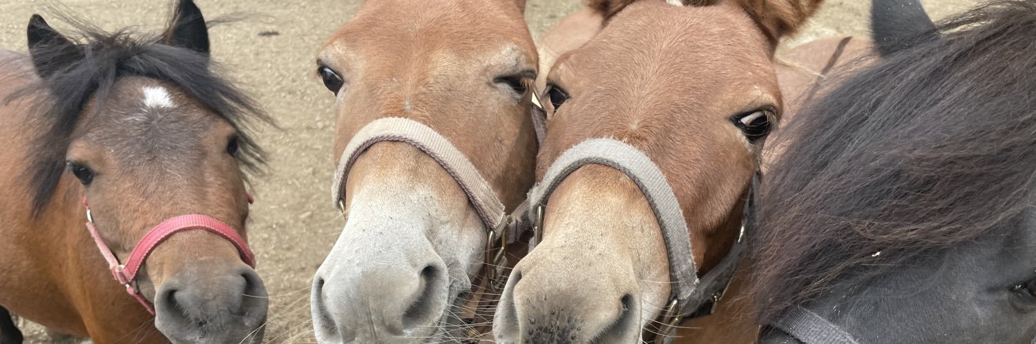 Heart and Hooves rescue/ Freedom Valley Rescue's banner