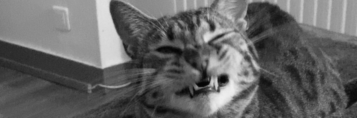 willig11's profile banner image