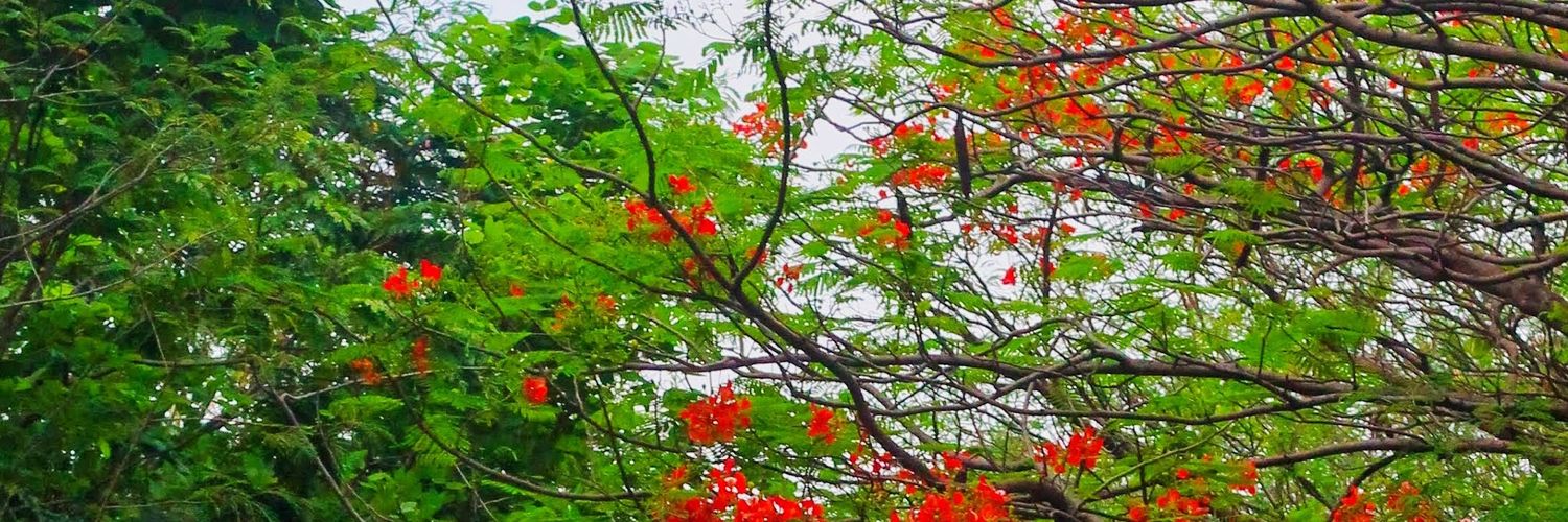 sureshpgcb's profile banner image