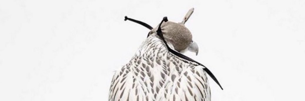 mhbadranii's profile banner image