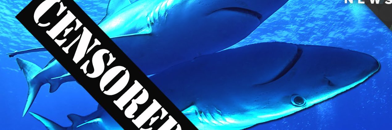 Shark Clits banner