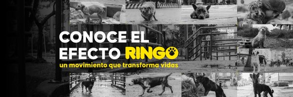 efectoringo Profile Banner