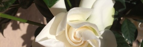 MashyPeely's profile banner image