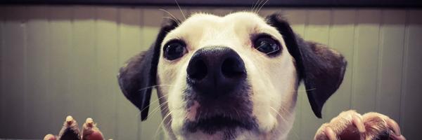 HarrogateDogs Profile Banner