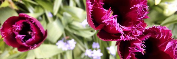 KilmokeaBandB Profile Banner