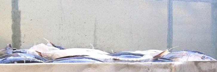 ながいずみ(個人用) banner