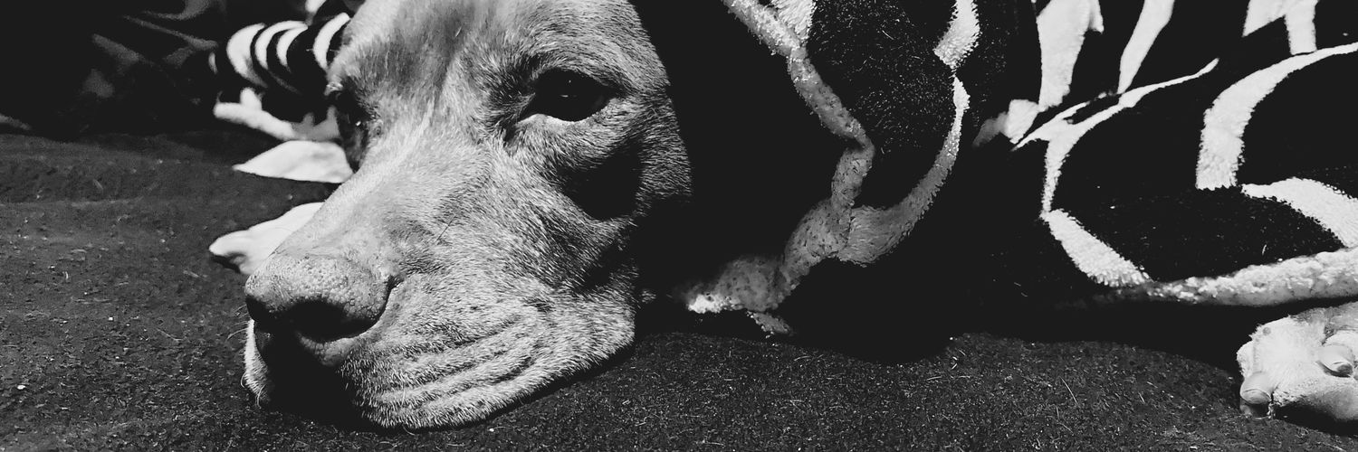 LillysChina's profile banner image