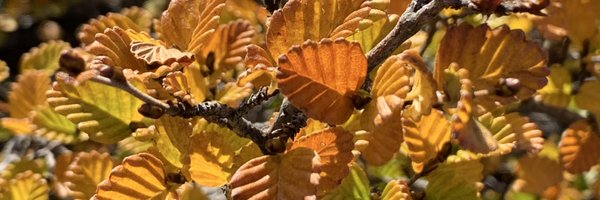 MutchAlexandra Profile Banner