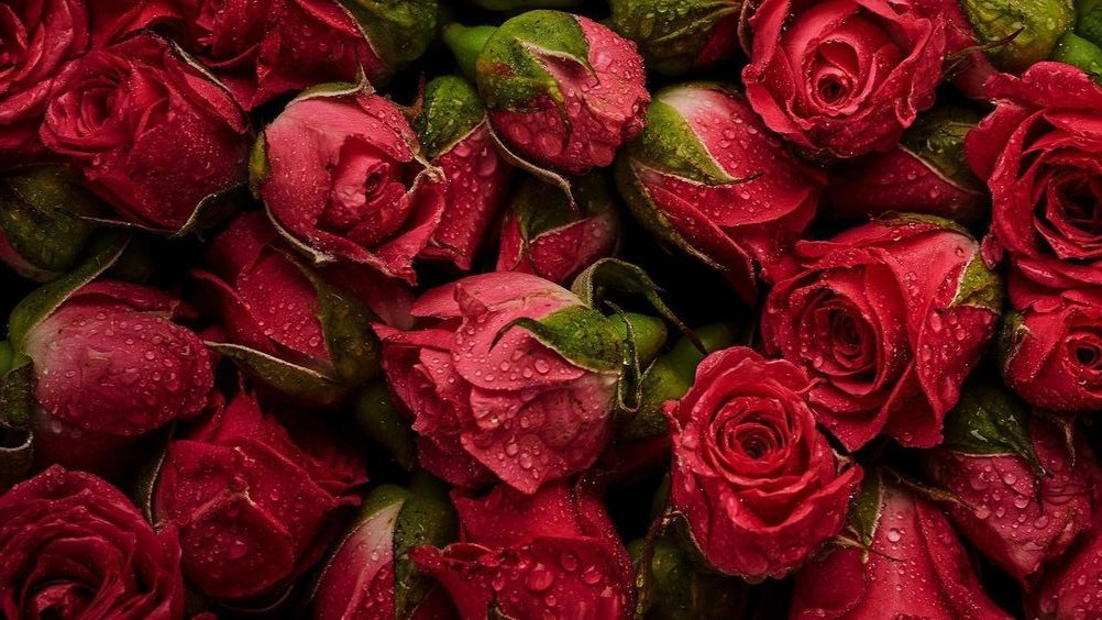 ✿°°•✿ Nina ✿•°°✿ banner