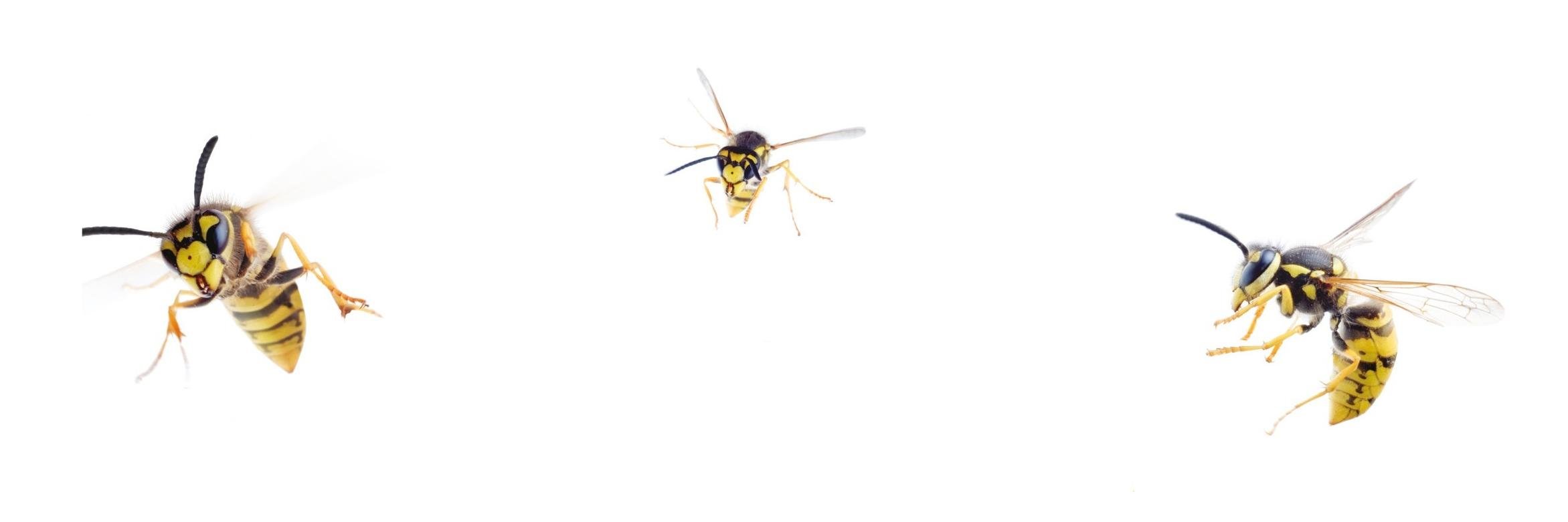 noahsarkenviro's profile banner image