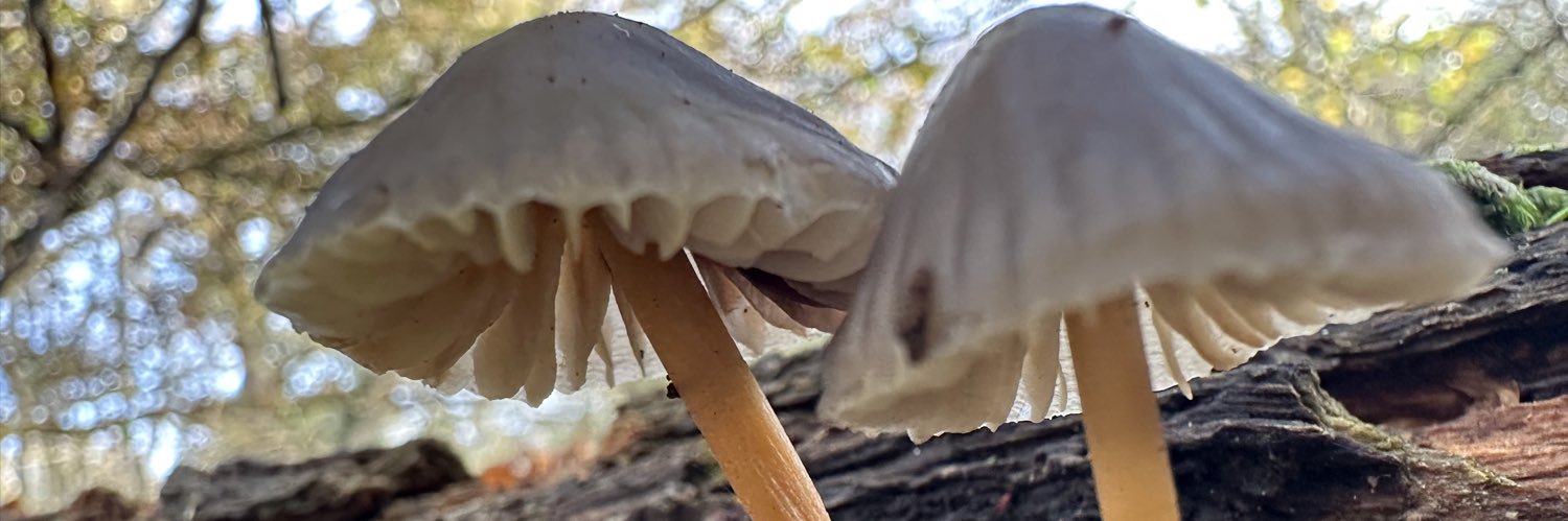 Josh J - ATM 🇵🇸 🍉 banner