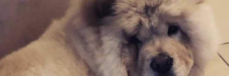 JoshuaGuerrier1's profile banner image