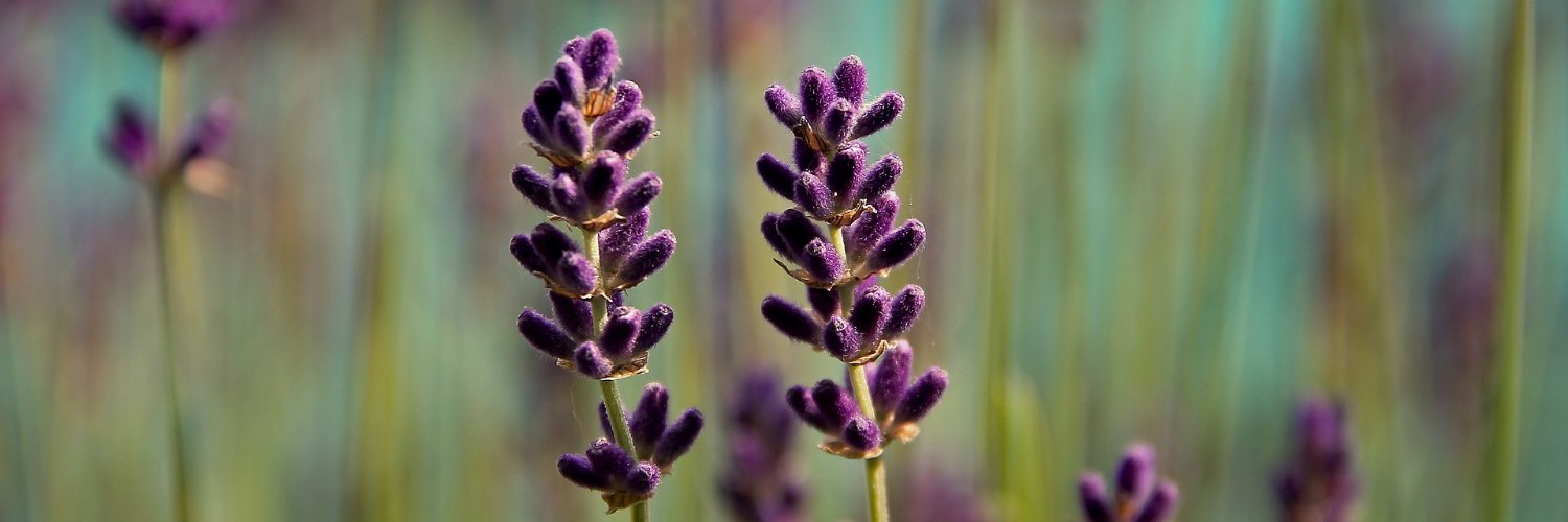 GLDGardenTips's profile banner image