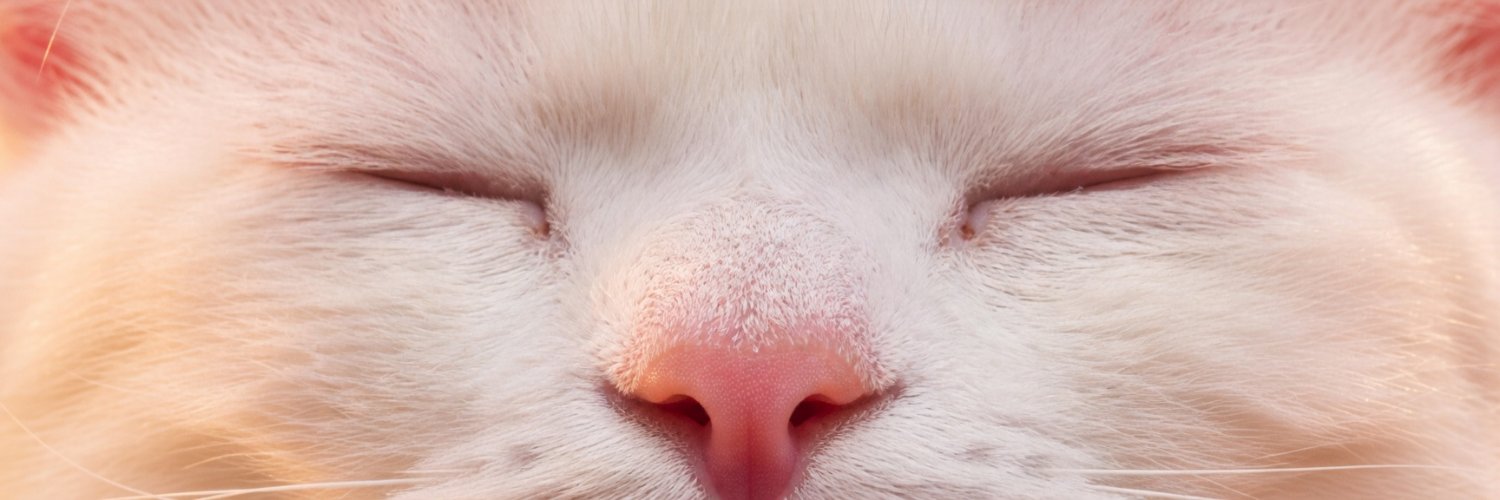 Gato 🐱🔸 banner