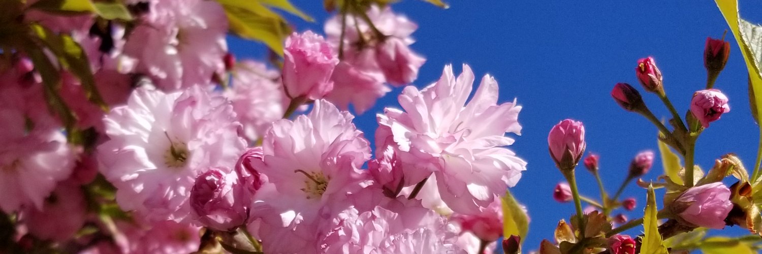 AutumnalRanger's profile banner image