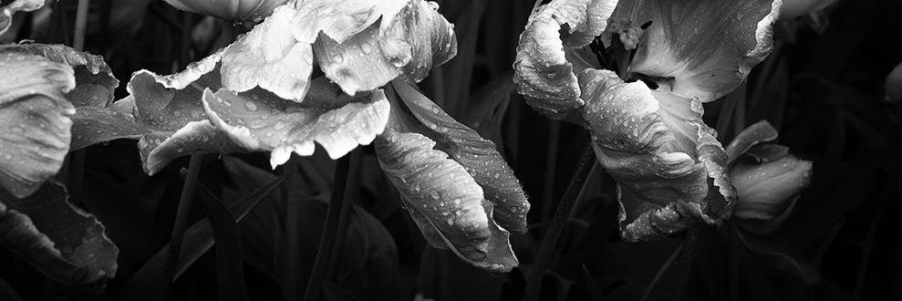 nfulcher, PhD banner