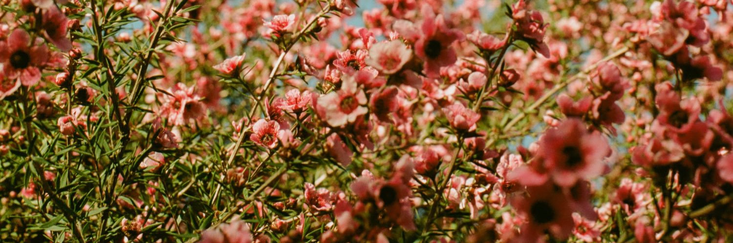 emma banner