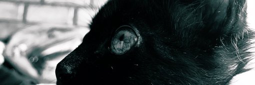 Valeria Fuertes banner