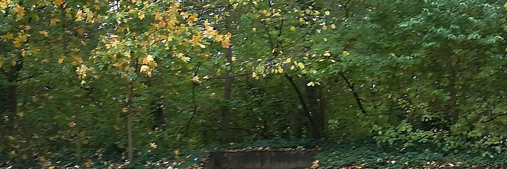 Dr. Jessica Martin banner