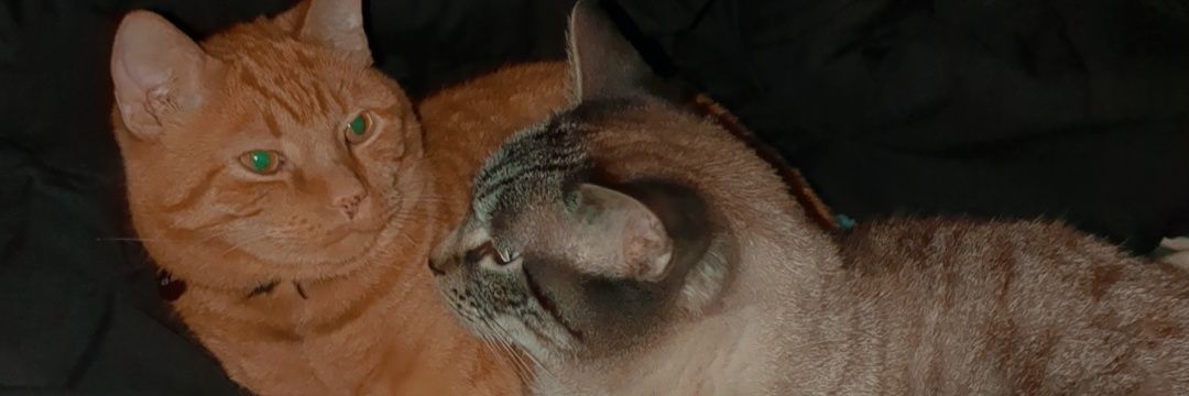 mads banner