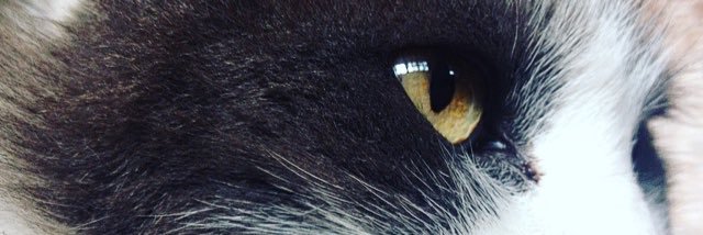mopedretti's profile banner image